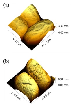 Figure 1 Atomic force microscopy imaging of native (a) and low pressure-plasma treated (b) B. subtilis spores.